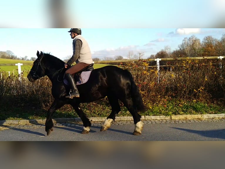 Polish Coldblood Mare 5 years 15,2 hh Black in Kamenz