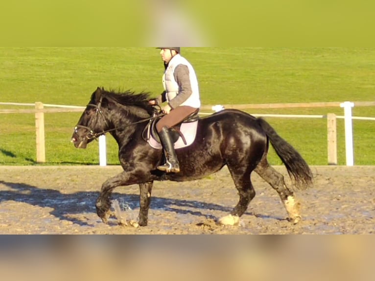 Polish Coldblood Mare 5 years 15,2 hh Black in Kamenz