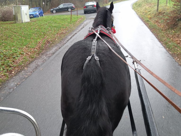 Polish Coldblood Mare 5 years 15,2 hh Black in Kamenz