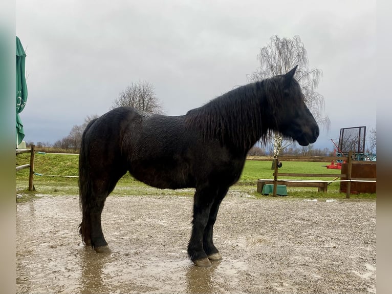 Polish Coldblood Mare 5 years 15,2 hh Black in Höchst