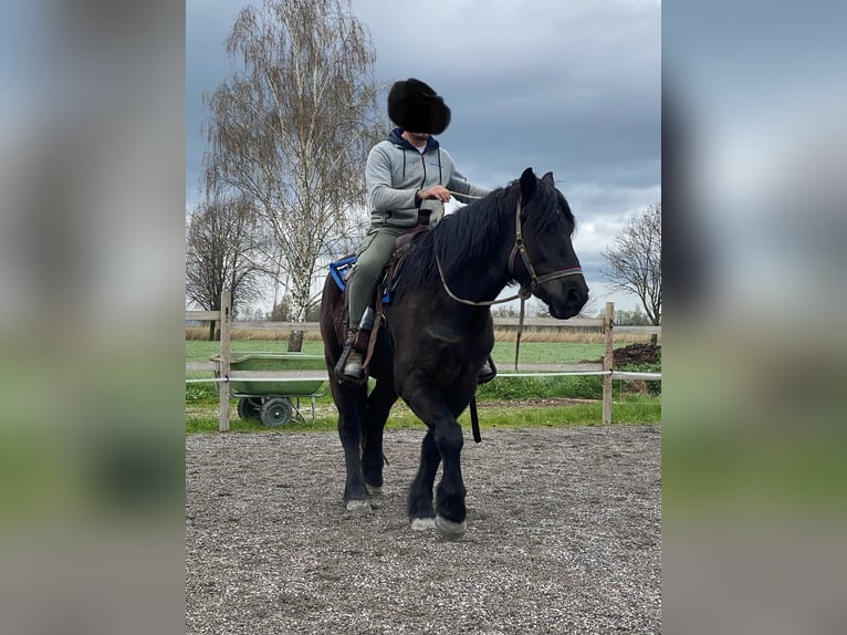 Polish Coldblood Mare 5 years 15,2 hh Black in Höchst