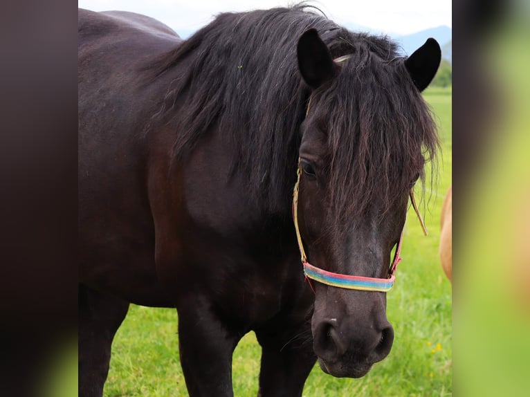 Polish Coldblood Mare 5 years 15,2 hh Black in Höchst