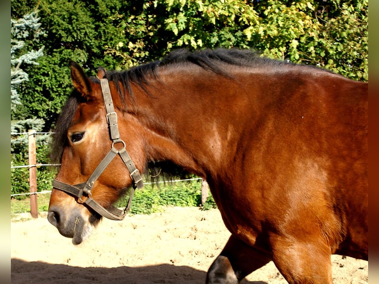 Polish Coldblood Mare 5 years 15.3 hh Brown in Velpke