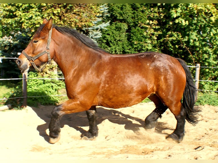 Polish Coldblood Mare 5 years 15.3 hh Brown in Velpke