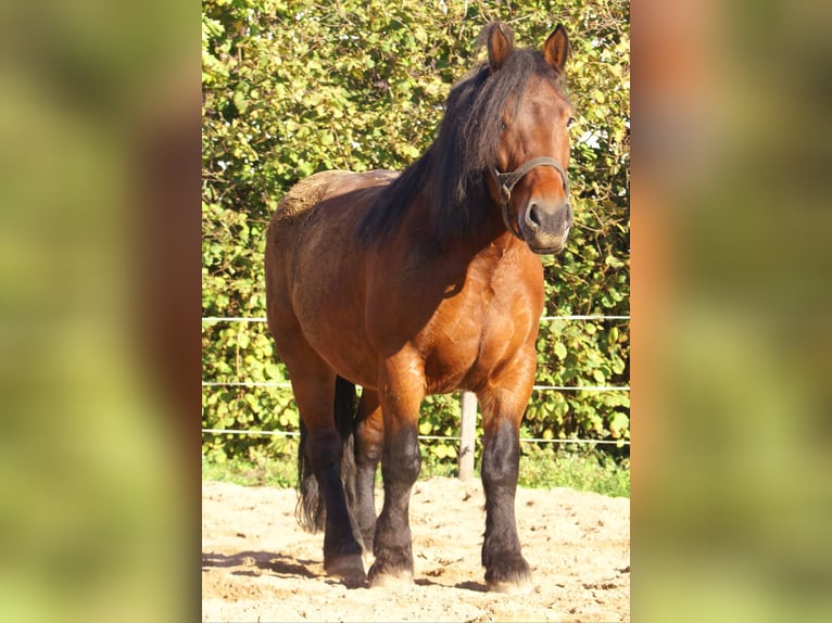 Polish Coldblood Mare 5 years 15.3 hh Brown in Velpke