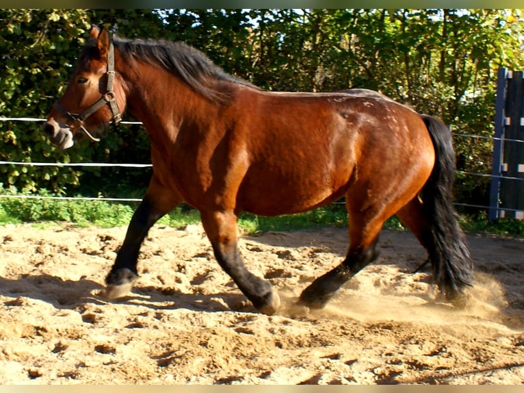Polish Coldblood Mare 5 years 15.3 hh Brown in Velpke