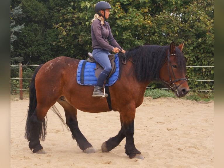 Polish Coldblood Mare 5 years 15.3 hh Brown in Velpke