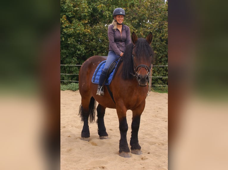 Polish Coldblood Mare 5 years 15.3 hh Brown in Velpke