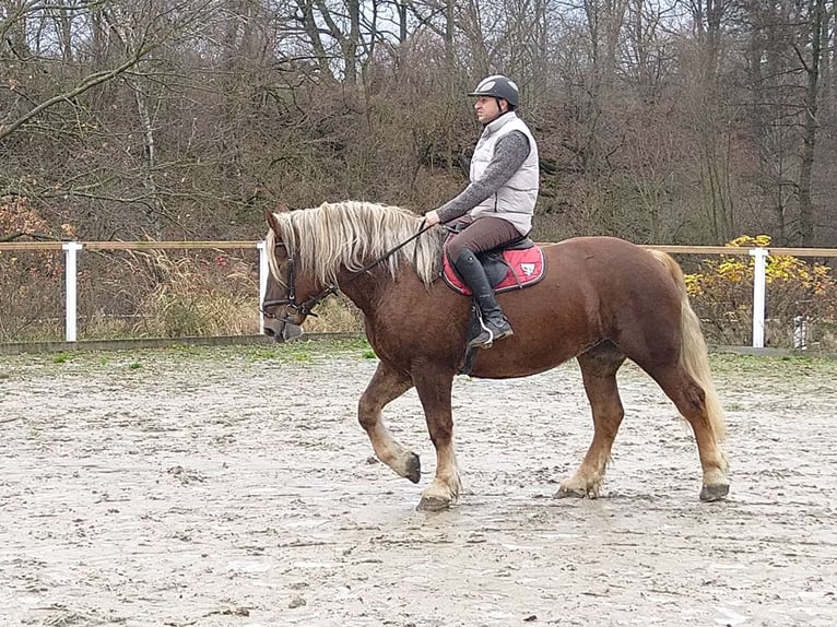 Polish Coldblood Mare 5 years 15,3 hh Chestnut-Red in Kamenz