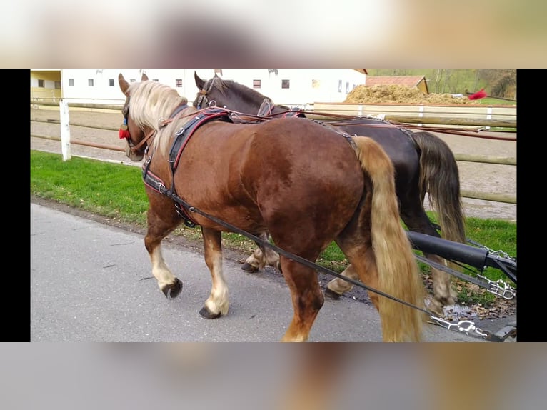 Polish Coldblood Mare 5 years 15,3 hh Chestnut-Red in Kamenz