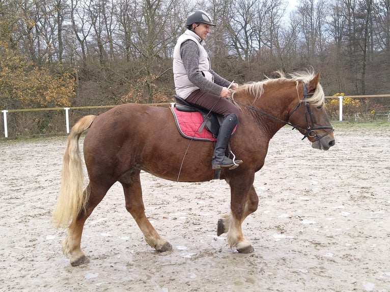 Polish Coldblood Mare 5 years 15,3 hh Chestnut-Red in Kamenz