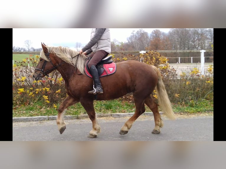 Polish Coldblood Mare 5 years 15,3 hh Chestnut-Red in Kamenz