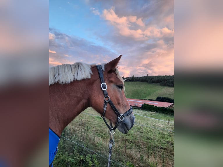 Polish Coldblood Mix Mare 5 years 15 hh Chestnut-Red in Iserlohn