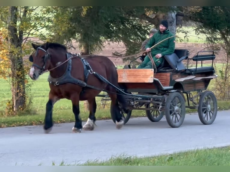 Polish Coldblood Mare 5 years 15,1 hh Brown in Fuchstal