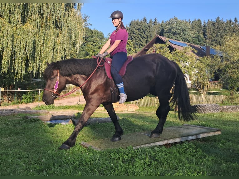 Polish Coldblood Mare 5 years 15,3 hh Black in Bayerbach