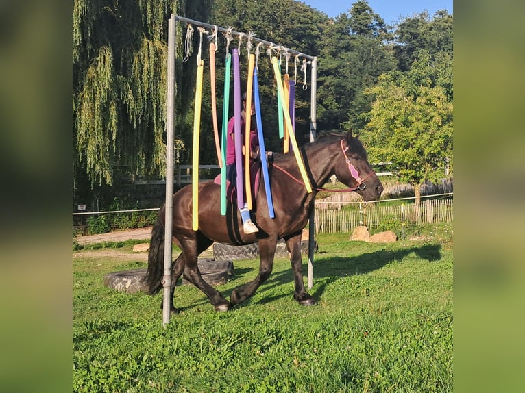 Polish Coldblood Mare 5 years 15,3 hh Black in Bayerbach