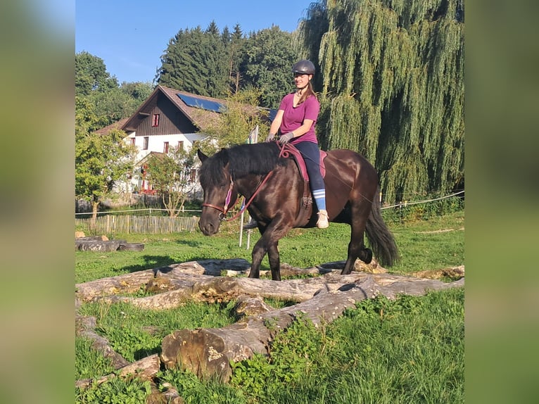 Polish Coldblood Mare 5 years 15,3 hh Black in Bayerbach