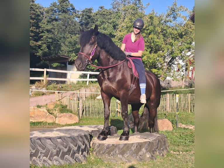 Polish Coldblood Mare 5 years 15,3 hh Black in Bayerbach