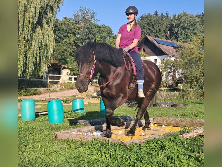 Polish Coldblood Mare 5 years 15,3 hh Black in Bayerbach