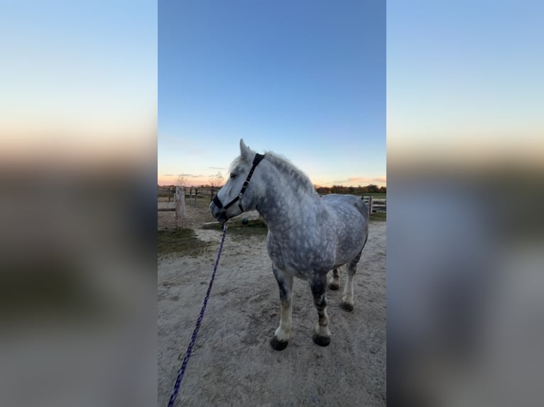 Polish Coldblood Mare 5 years 16 hh Grey in Essen