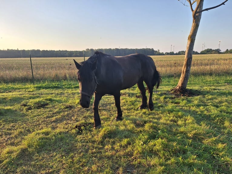 Polish Coldblood Mare 6 years 14,2 hh Black in S&#xFC;derholz