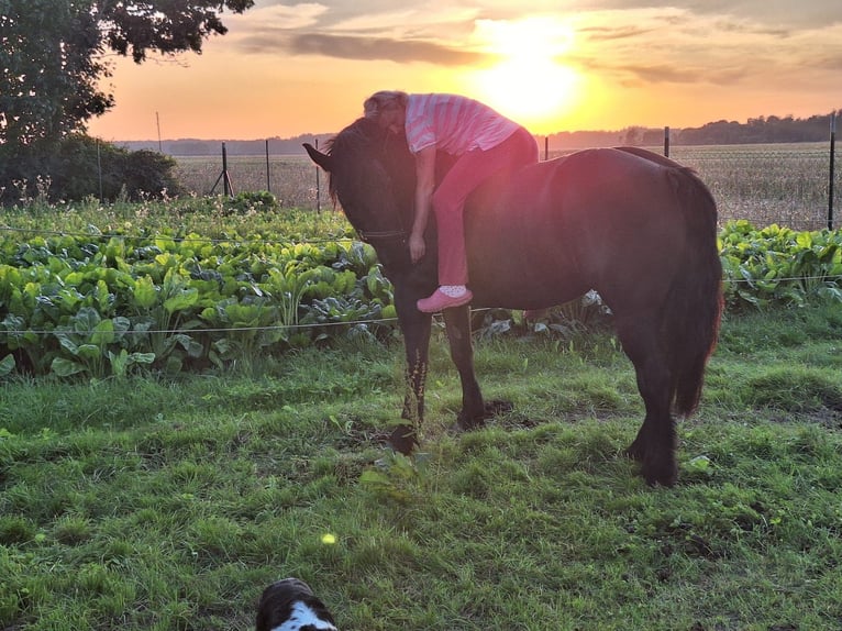 Polish Coldblood Mare 6 years 14,2 hh Black in S&#xFC;derholz