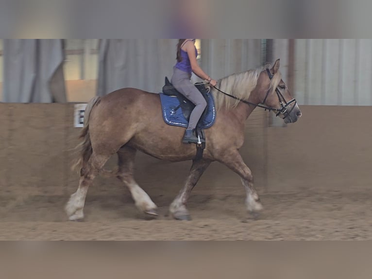 Polish Coldblood Mare 6 years 15,1 hh Chestnut-Red in Mülheim an der Ruhr