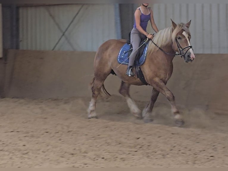 Polish Coldblood Mare 6 years 15,1 hh Chestnut-Red in Mülheim an der Ruhr