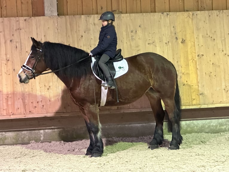 Polish Coldblood Mare 6 years 15,2 hh Brown in Riedlingen