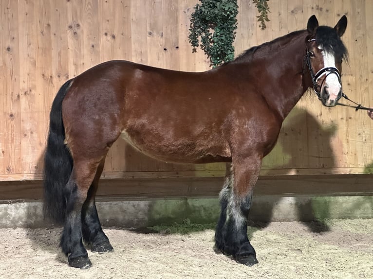 Polish Coldblood Mare 6 years 15,2 hh Brown in Riedlingen