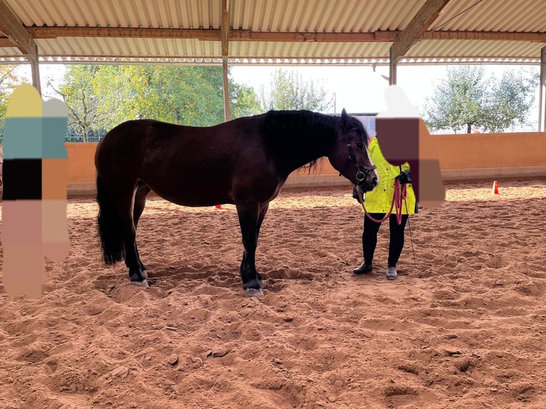 Polish Coldblood Mix Mare 6 years 15,2 hh Brown in Marbach am Neckar