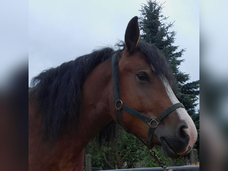 Polish Coldblood Mix Mare 6 years 15,2 hh Brown in Marbach am Neckar