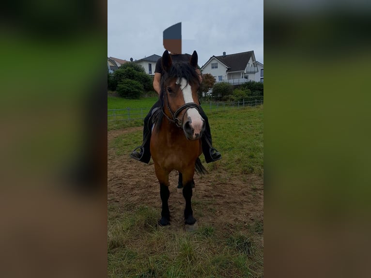 Polish Coldblood Mix Mare 6 years 15,2 hh Brown in Marbach am Neckar