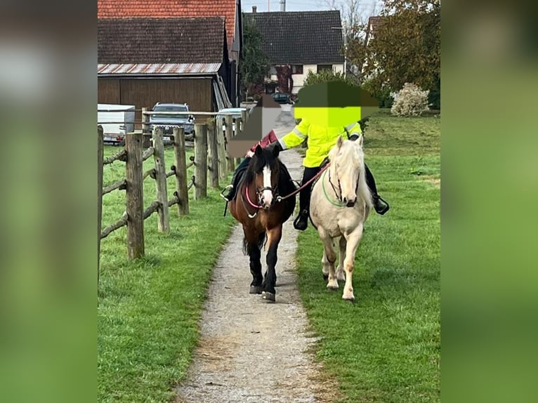 Polish Coldblood Mix Mare 6 years 15,2 hh Brown in Marbach am Neckar