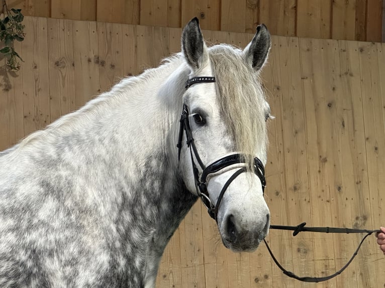 Polish Coldblood Mix Mare 6 years 15,2 hh Gray-Dapple in Riedlingen