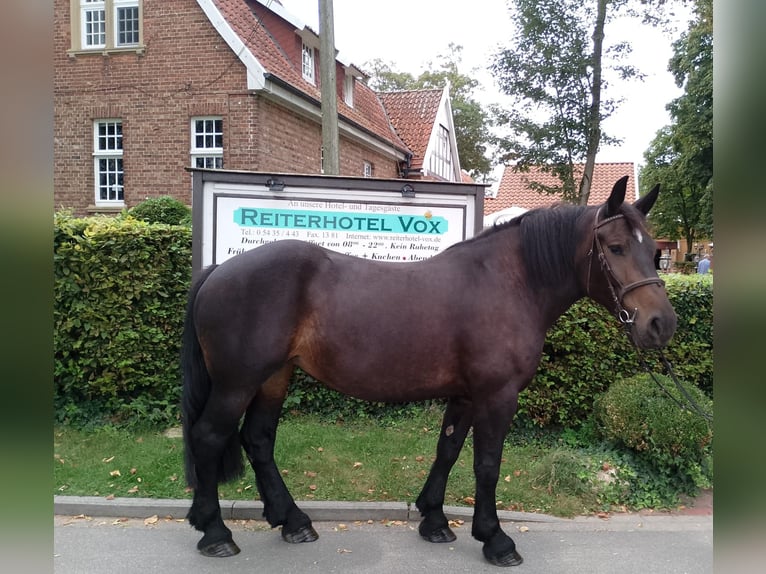 Polish Coldblood Mare 6 years 15,3 hh Brown in Eggermühlen