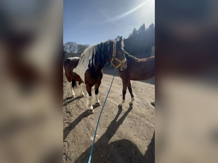 Polish Coldblood Mix Mare 6 years 15 hh Pinto in Galenberg