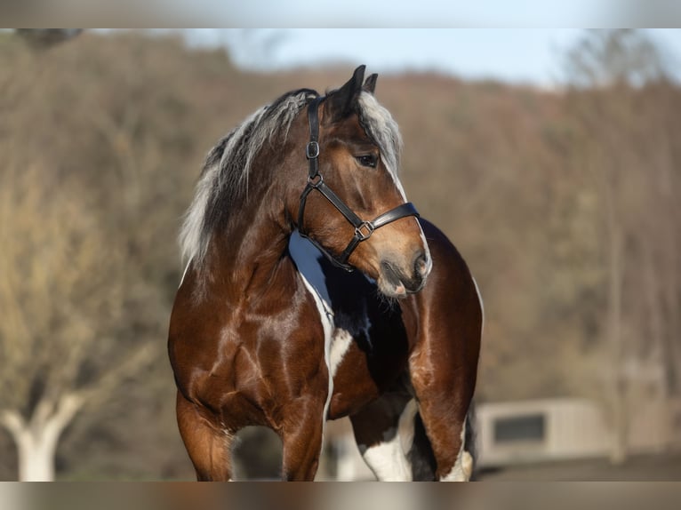 Polish Coldblood Mix Mare 6 years 15 hh Pinto in Galenberg