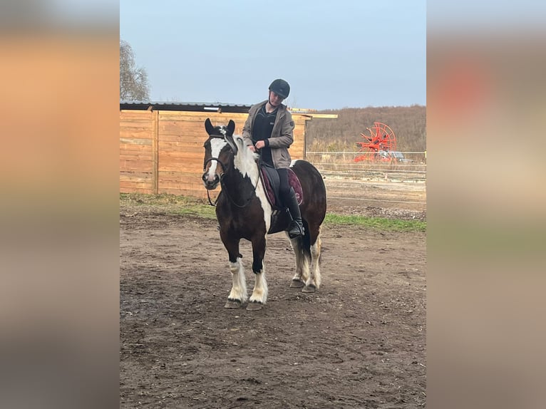 Polish Coldblood Mix Mare 6 years 15 hh Pinto in Galenberg