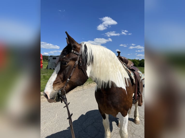 Polish Coldblood Mix Mare 6 years 15,2 hh Pinto in Wetzlar