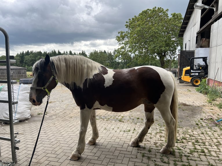 Polish Coldblood Mix Mare 6 years 15,2 hh Pinto in Wetzlar