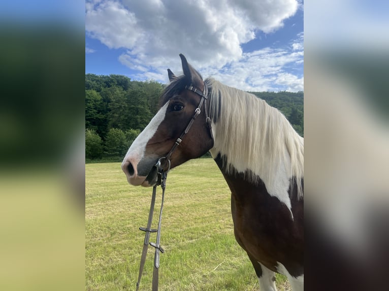 Polish Coldblood Mix Mare 6 years 15,2 hh Pinto in Wetzlar