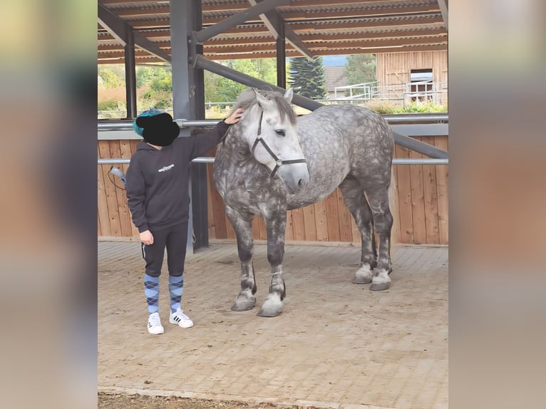 Polish Coldblood Mare 6 years 15,3 hh Grey-Dapple in Biebergem&#xFC;nd