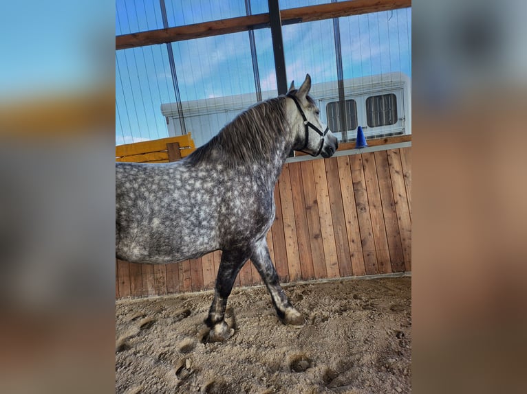 Polish Coldblood Mare 6 years 15,3 hh Grey-Dapple in Biebergem&#xFC;nd