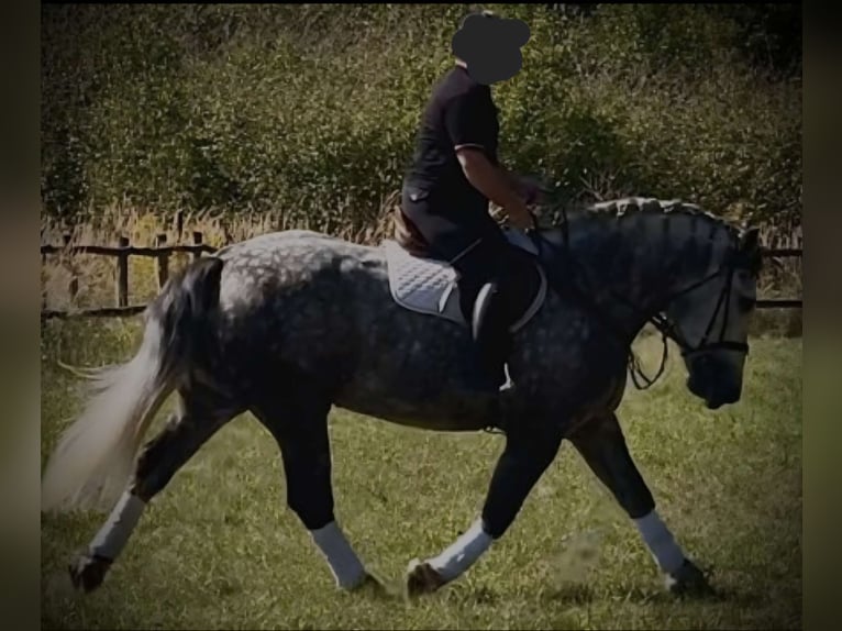Polish Coldblood Mare 6 years 15,3 hh Grey-Dapple in Biebergem&#xFC;nd