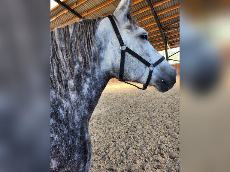 Polish Coldblood Mare 6 years 15,3 hh Grey-Dapple in Biebergem&#xFC;nd