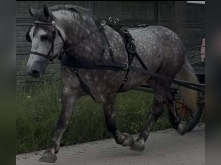 Polish Coldblood Mare 6 years 15,3 hh Grey-Dapple in Biebergem&#xFC;nd