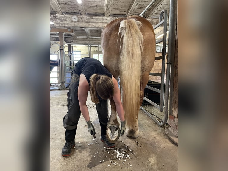 Polish Coldblood Mare 6 years 16 hh Chestnut-Red in GleichenGleichen