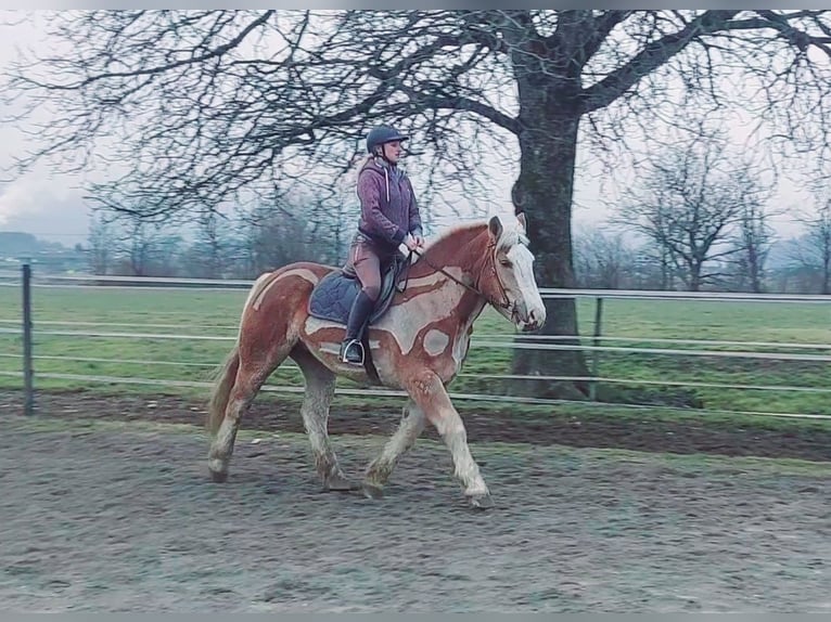 Polish Coldblood Mare 6 years 16 hh Chestnut-Red in Kirchbichl