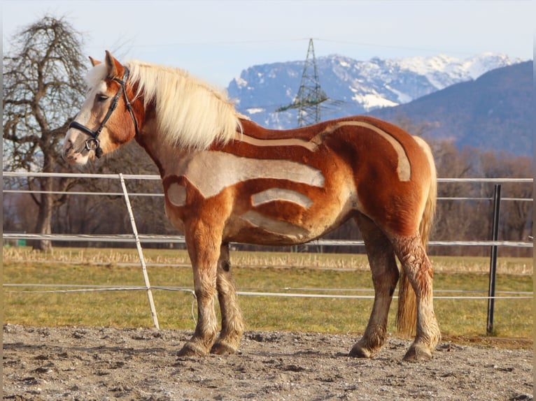 Polish Coldblood Mare 6 years 16 hh Chestnut-Red in Kirchbichl